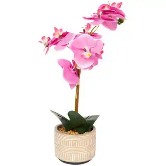 Action Orchidee im topf Angebot