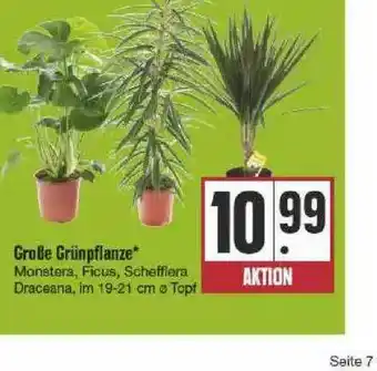 Edeka Große Grünpflanze Angebot