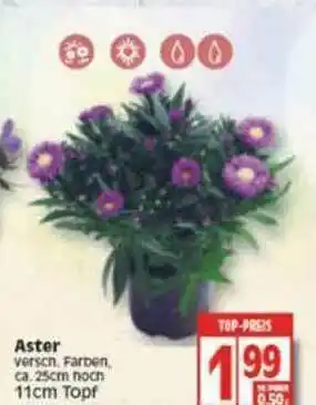 Edeka Aster Angebot