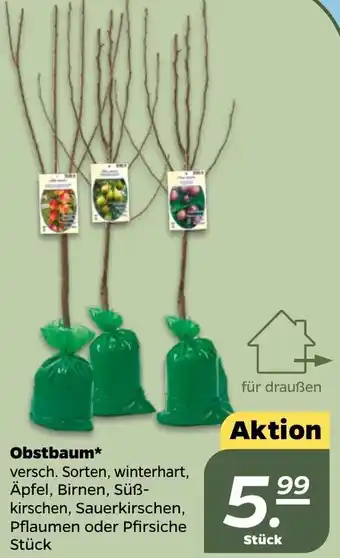 NETTO Obstbaum Angebot