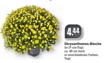 nah & gut Chrysanthemen Büsche Angebot