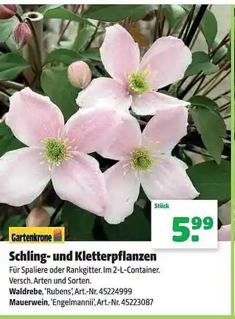 Floraland Gartenkrone schling- und kletterpflanzen Angebot