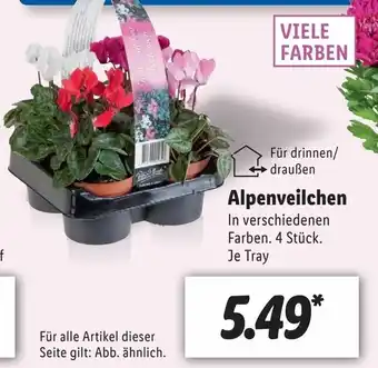 Lidl Alpenveilchen Angebot