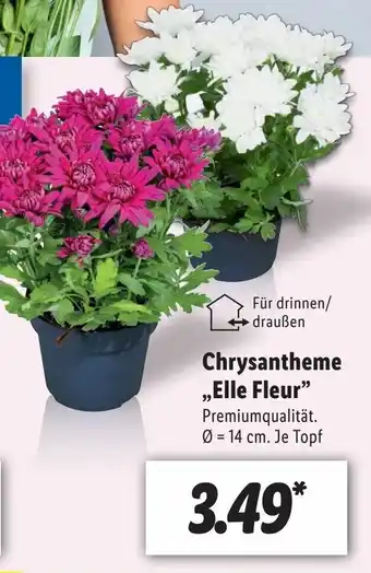 Lidl Chrysantheme Elle Fleur Angebot