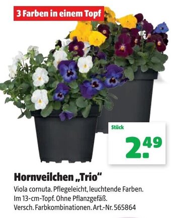 Hagebau Hornveilchen Trio Angebot