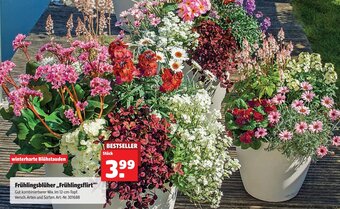 Hagebau Frühlingsblüher Frühlingsflirt Angebot