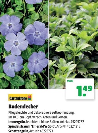 Hagebau Gartenkrone Bodendecker Angebot