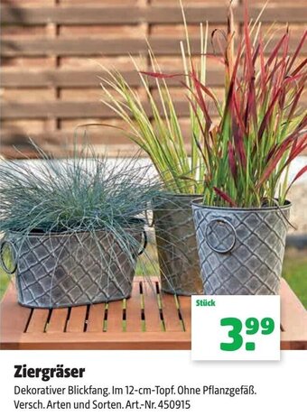 Hagebau Ziergräser Angebot