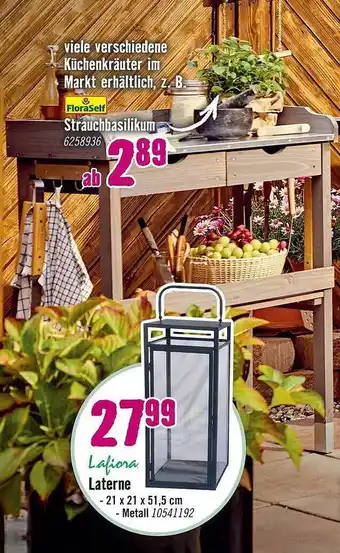 Hornbach Floraself strauchbasilikum oder laterne Angebot