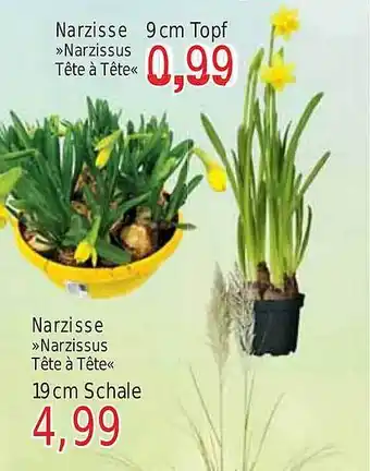 Wiglo Wunderland Narzisse „narzissus tête à tête“ Angebot