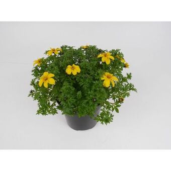 toom Baumarkt Goldmarie Angebot