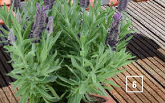 OBI Lavendel Angebot