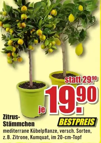 B1 Discount Baumarkt Zitrus Stämmchen Angebot