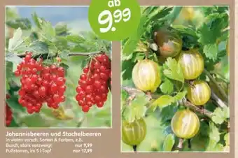 Blumen Risse Johannisbeeren und Stachelbeeren Angebot