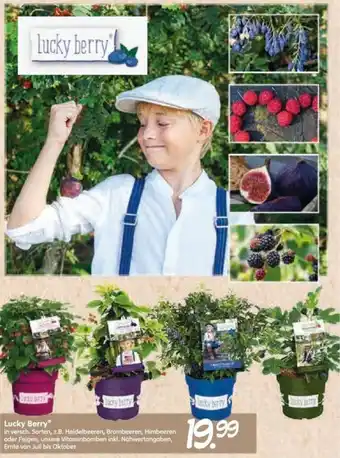 Blumen Risse Lucky Berry Angebot