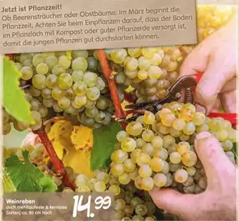 Blumen Risse Weinreben Angebot