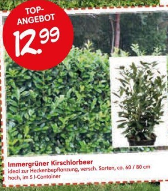 monstera affenmaske gelbe blätter Monstera adansonii 