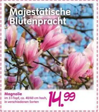 Blumen Risse Magnolie Angebot