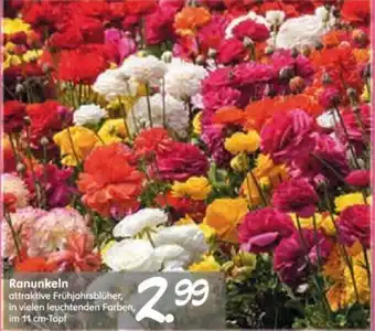 Blumen Risse Ranunkeln 11 cm Topf Angebot