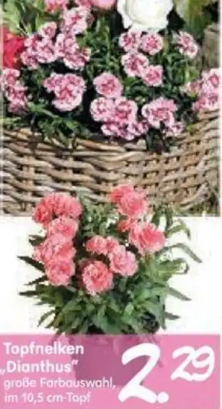 Blumen Risse Topfnelken Dianthus Angebot