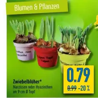 diska Zwiebelblüher Angebot