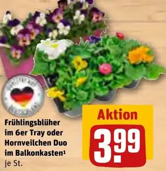 REWE Frühlingsblüher im 6er Tray oder Hornveilchen Duo im Balkonkasten Angebot