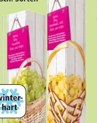 Thomas Philipps Stachelbeeren Angebot