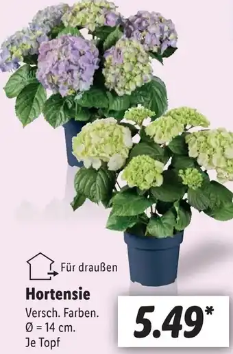 Lidl Hortensie Angebot