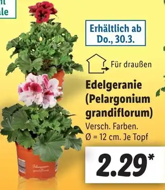 Lidl Edelgeranie (Pelargonium grandiflorum) Angebot