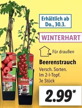 Lidl Beerenstrauch Angebot