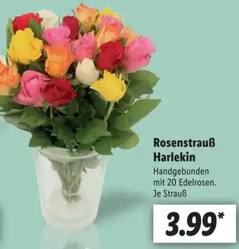 Lidl Rosenstrauß Harlekin Angebot