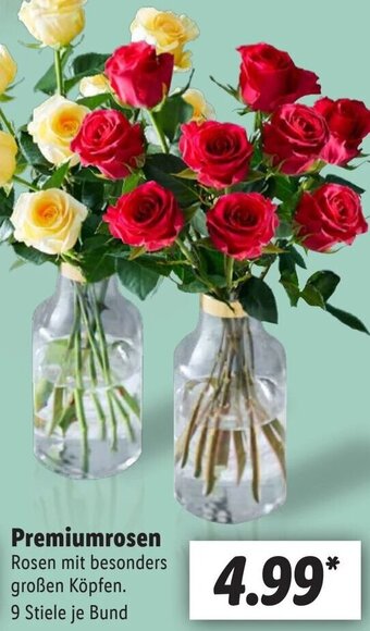 Lidl Premiumrosen Angebot