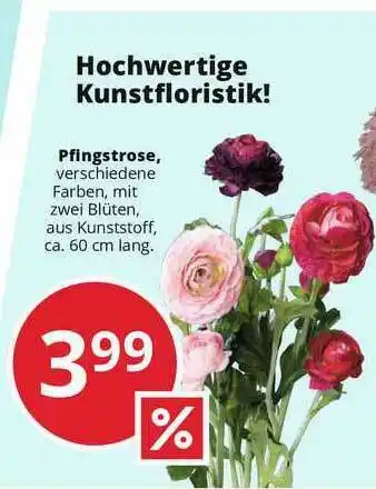 Hammer Pfingstrose Angebot