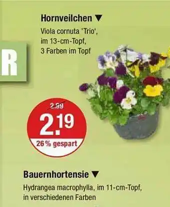 V Markt Hornveilchen oder bauernhortensie Angebot