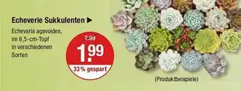 V Markt Echeverie sukkulenten Angebot