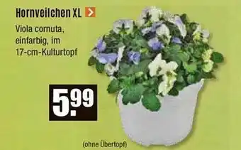 V Baumarkt Hornveilchen xl Angebot