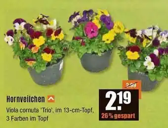 V Baumarkt Hornveilchen Angebot