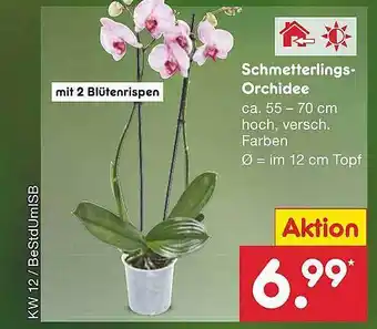 Netto Marken-Discount Schmetterlings-orchidee Angebot