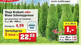 Thomas Philipps Thuja brabant oder blaue scheinzypresse Angebot