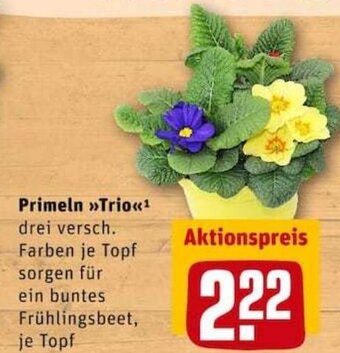 REWE City Primeln Trio Angebot