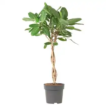 IKEA Ficus benghalensis pflanze banyanholz Angebot