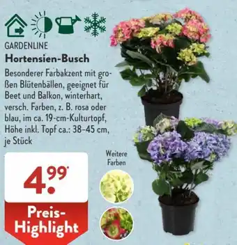 Aldi Süd Gardenline Hortensien Busch Angebot