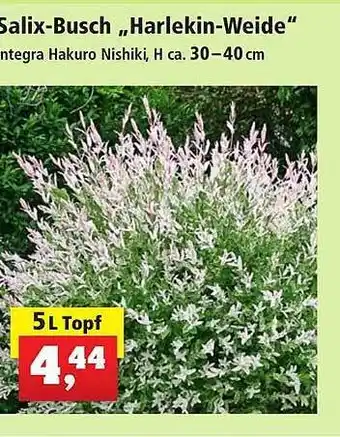 Thomas Philipps Salix-busch „harlekin-weide“ Angebot