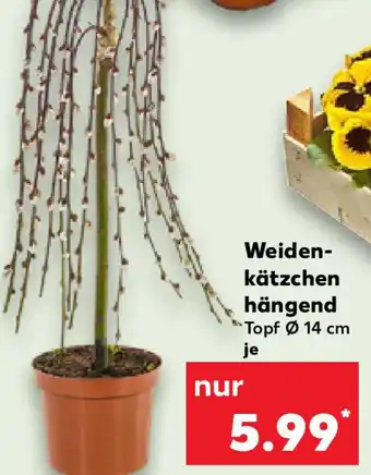 Kaufland Weidenkätzchen hängend Angebot