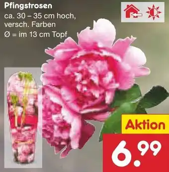 Netto Marken-Discount Pfingstrosen Angebot