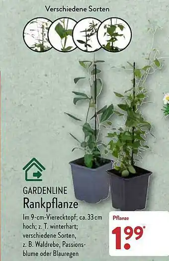 Aldi Nord Gardenline rankpflanze Angebot