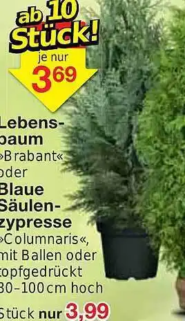 Jawoll Lebensbaum brabant oder blaue säulenzypresse columnaris Angebot