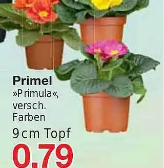 Jawoll Primel primula Angebot