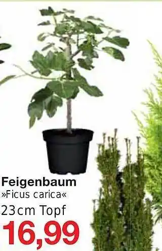 Jawoll Feigenbaum ficus carica Angebot