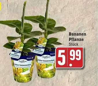 Scheck-in-Center Bananen pflanze Angebot